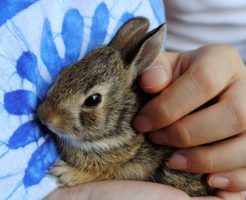 うさぎ　健康診断